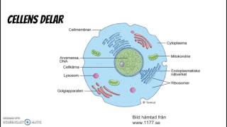 Cell organ vävnad [upl. by Ylek]