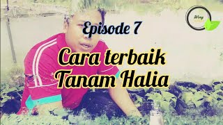 Rahsia dan Cara Terbaik tanam Haliakunyitcekurlengkuas Semai benih Halia [upl. by Larissa718]