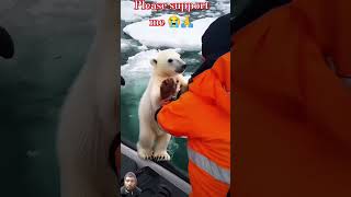 🐻‍❄️ Tiny Polar Bears Heartwarming Rescue 😍 PolarBearRescue WildlifeConservation arcticanimals [upl. by Lesslie]