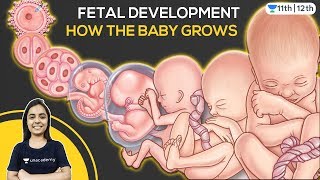 Fetal Development  Pregnancy  Biology  Unacademy Class 11 and 12  Prakshi Chaturvedi [upl. by Inverson]