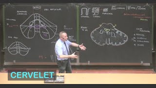 Anatomie du cervelet Neuroanatomie 5 [upl. by Asiat]