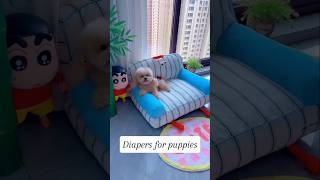 Diapers for puppies shortsshorts viralshort viralvideo poodle funydog1010 usadogs dog usa [upl. by Nickola]