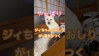 ジィちゃんのことが大好きな保護犬のきな子💕 保護犬 犬 かわいい犬 犬のいる暮らし かわいい [upl. by Oirasan]