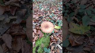 Last Armillaria mellea mushrooms season 2024 wildnature discoveraustria november shorts [upl. by Leonsis]