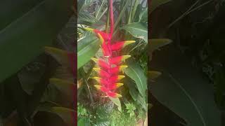 Le llaman HELICONIA ROSTRATA THE HANGING LOBSTER CLAW Y FALSE BIRD OF PARADISE [upl. by Nedla]