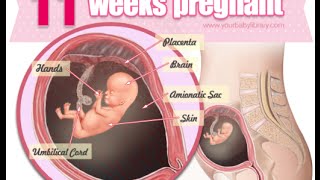 Fetal development 11 weeks pregnant [upl. by Urita]