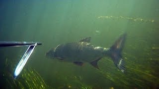 Подводная охота Летоосень2011ч1 Spearfishing Записки охотника [upl. by Kong]