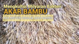 AKAR BAMBU JUTAAN BAKTERI BERMANFAAT  PGPR urbangardening viral [upl. by Golda]