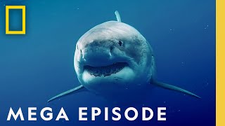 Worlds Most Dangerous Sharks MEGA EPISODE  Top 5 Full Episodes  Sharkfest [upl. by Kapeed739]