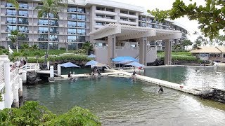 Waikoloa Village Hawaii  Hilton Waikoloa Village  Full Tour 2018 [upl. by Aila957]