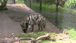 Naples Zoo Florida Dec 2013 [upl. by Eneli]