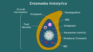 Entamoeba histolytica Notes  Basic Science Series [upl. by Dnomaid570]