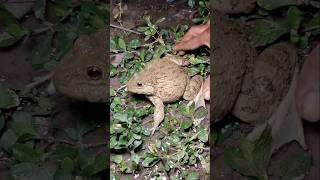 haha Catch funny frogs  jumping frogs when catching [upl. by Velda41]