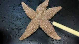 Sea Star Anatomy Part 1 [upl. by Brunella]