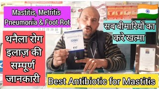 Cefquinome antibiotic  treatment of mastitis in cow amp buffalo  C4 All is different  Dr Ashwani [upl. by Anileuqcaj]