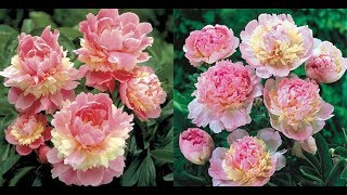 Top Most Beautiful Peony Flowers  Sorbet Peony  Paeonia lactiflora [upl. by Lemyt126]