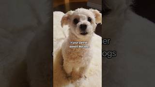 what to do when your partner doesnt like dogs happypoppy maltipoo adorable lamb [upl. by Zaccaria]