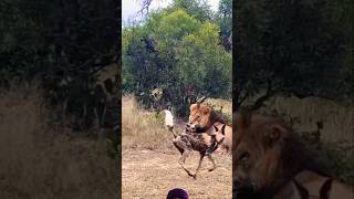 Lion Kill Wild Dog animals wildlife shortsfeed viralvideo [upl. by Guendolen667]