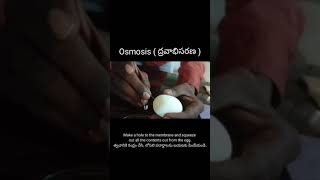 Osmosis experiment with egg 🥚 membrane [upl. by Aurea]