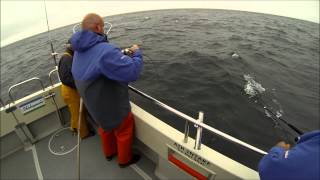 Turbot fishing Alderney 2013 [upl. by Akenaj31]