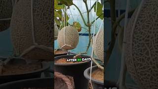 How to grow melons from seeds using plastic pots great results garden gardening [upl. by Ahsuoj967]