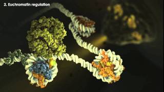 Epigenetics Overview [upl. by Phi]