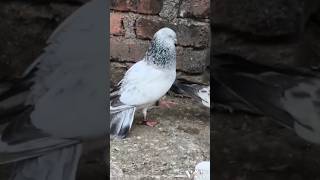 Top 10 aasmani high flyer kabutar status 🕊💫🔥  attitude pigeon video kabutar kabutarbazi video [upl. by Paco]