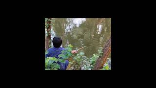 Best Fishing In The Pond village fishing hookfishing viral shortsriver fishing [upl. by Nera]