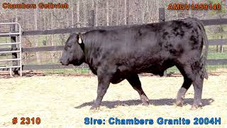 2310 Bull  Chambers Gelbvieh Spring 2024 [upl. by Eitirahc]