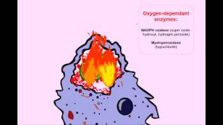 USMLE Animated Immunology  Phagocytosis amp Chronic Granulomatous Disease [upl. by Ottilie555]