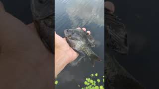 Fishing Bluegill at Arthur R Marshall  Florida [upl. by Nuj]