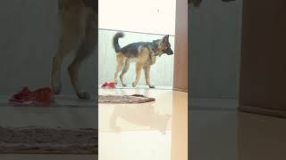 Gard Dog ho German shepherd jesaa 😳dog shorts youtube short yt gsdlover germanshepherdpets [upl. by Lebazej978]