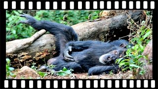 Jane Goodalls wild chimpanzees Gombe Stream National Park Tanzania  with Robert Annis [upl. by Undine]