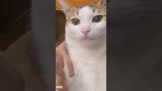 These cats are bringing the laughs 😹 funnydog yourcats cutiespet funnyvideos cutieanimals [upl. by Earahc]