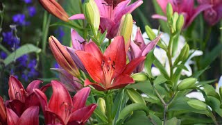 How to Grow Lilies  Northlawn Flower Farm [upl. by Balcke]