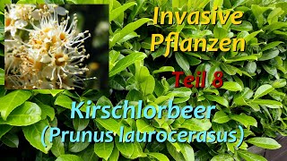 Invasive Pflanzen  Teil 8  Kirschlorbeer [upl. by Ardeha138]