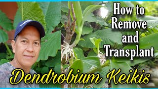 How to Transplant and Remove Dendrobium orchid keikisPaano mag transplant ng dendrobium kekis [upl. by Enoryt]