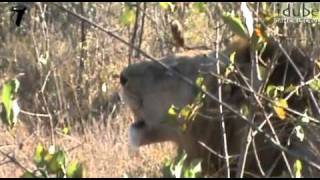 Lion Roaring in the African Bush [upl. by Akimak367]