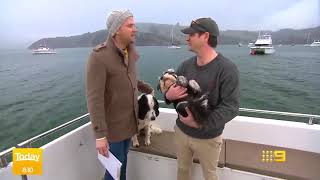 Australias TODAY show featuring Akaroa Dolphins [upl. by Ellednahs]