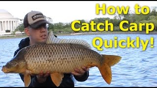 How to catch carp quickly  Fishing for carp with pack bait [upl. by Hyland]