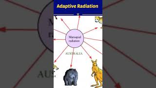 Adaptive Radiation  EVOLUTION shorts [upl. by Nnaeus]