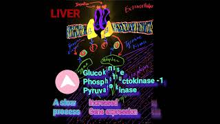 Induction of 3 Glycolytic Enzymes by Insulin  Metabolism Made Easy [upl. by Ailemaj]