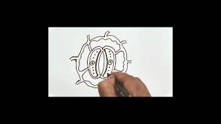 stomata diagram स्टोमेटा रंध्रका चित्र आसानी से कैसे बनाएं। [upl. by Wons331]