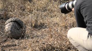 A rare sighting of a Pangolin at Africa on Foot and nThambo Tree Camp [upl. by Ennovoj]