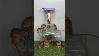 safe and effective mouse trap  mouse trap from available materials [upl. by Carlye758]