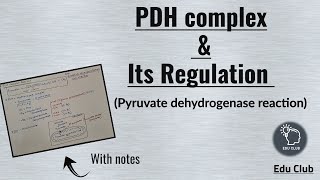 PDH  Pyruvate dehydrogenase complex  Regulation  Carbohydrate metabolism  Biochemistry [upl. by Ahsaelat]