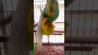 My Baazigar birds Breeding🥰 breedingformula budgies birds like subscribe [upl. by Olds]