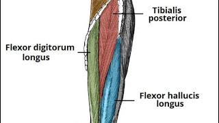 popliteus muscle and deep compartment of leg دخالد البكوش part3 [upl. by Lontson420]