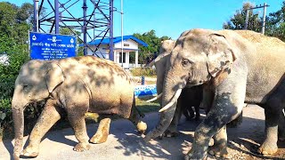 Wild Tusker Elephant amp Herd Crossing Village Road [upl. by Atnovart]