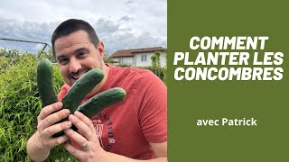 POTAGER comment planter et cultiver Les concombres   ASTUCE ET CONSEIL [upl. by Ogren]